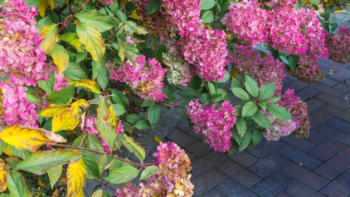 hydrangea wilting