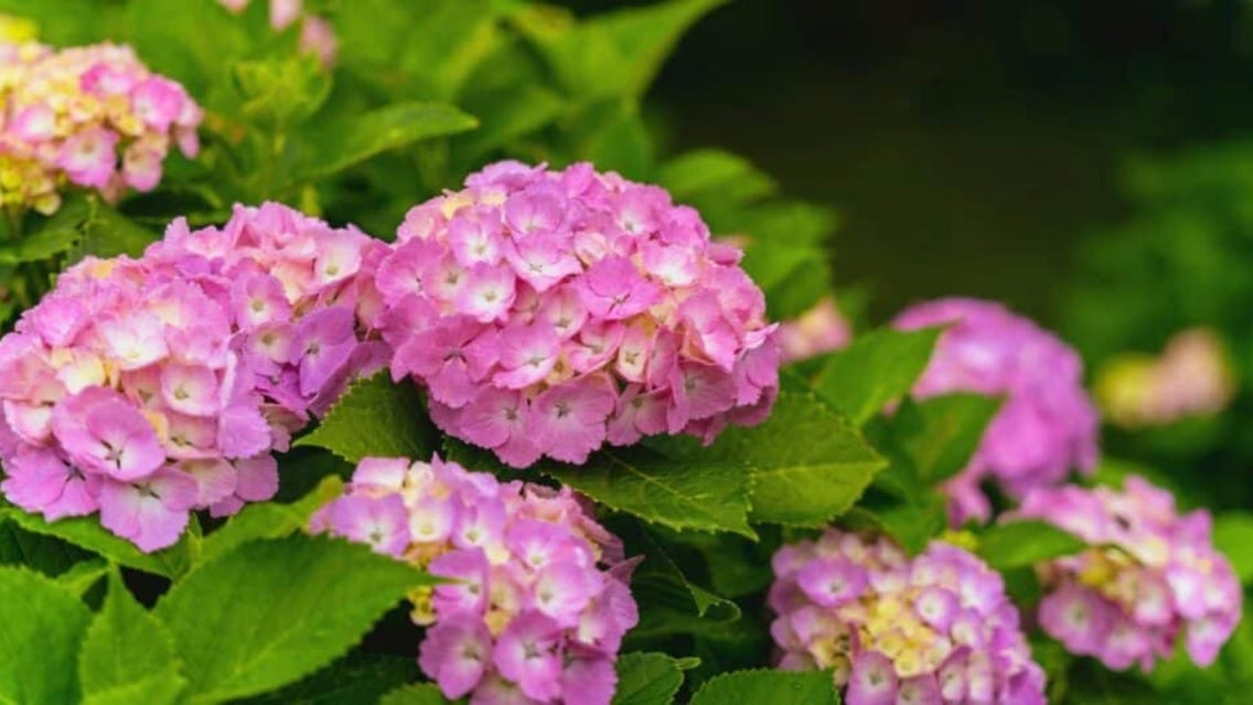 hydrangeas annuals or perennial
