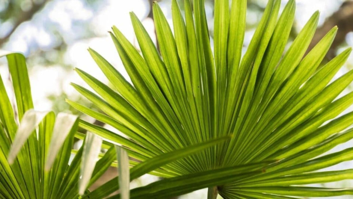 Types of Indoor Palm Trees