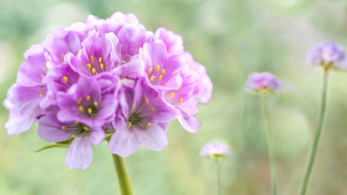 Low Growing Perennial Plants