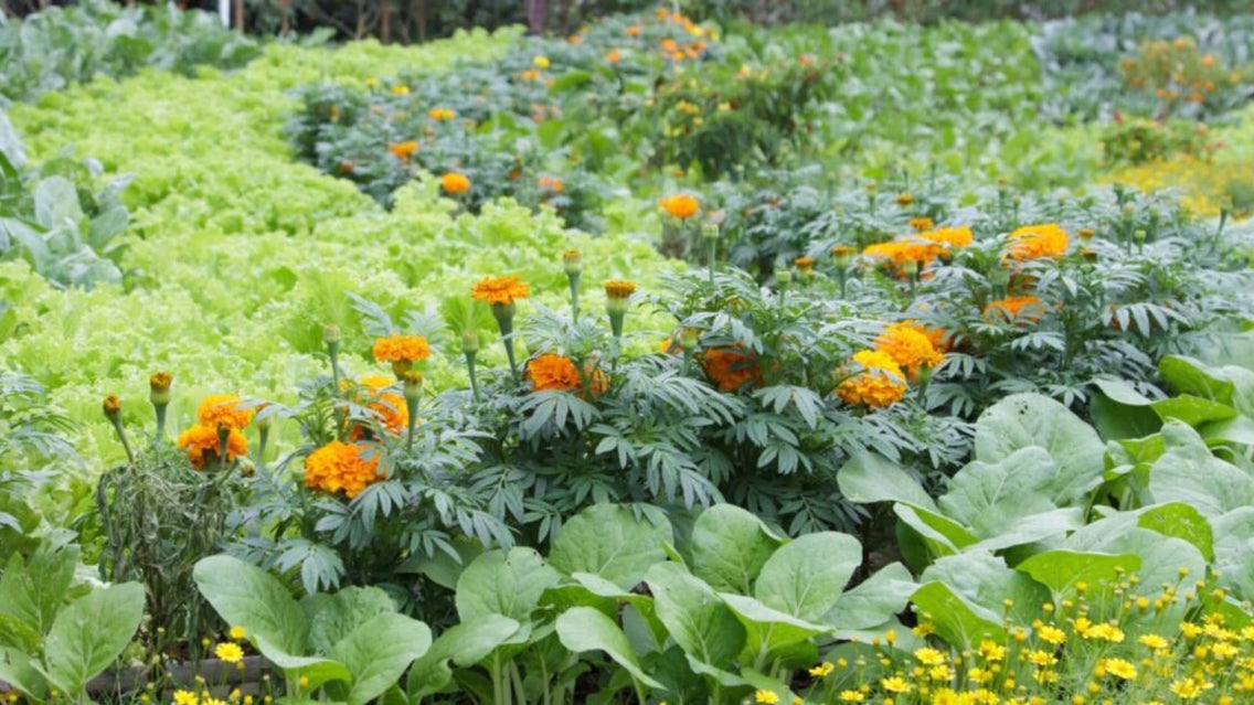 marigolds with vegetables