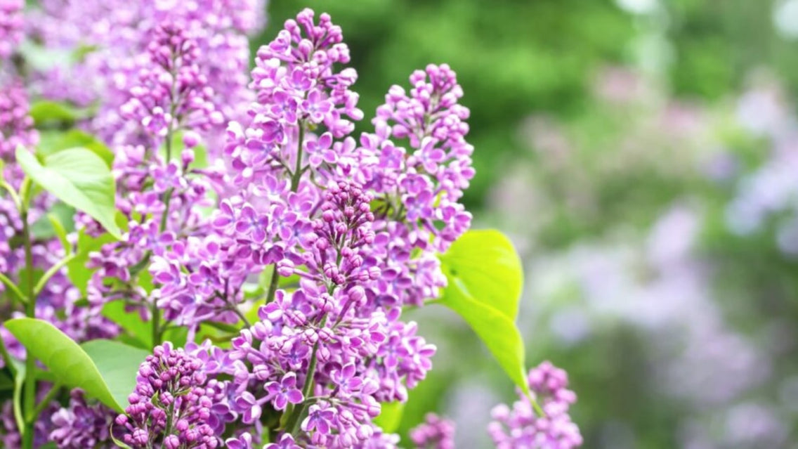 prune lilacs