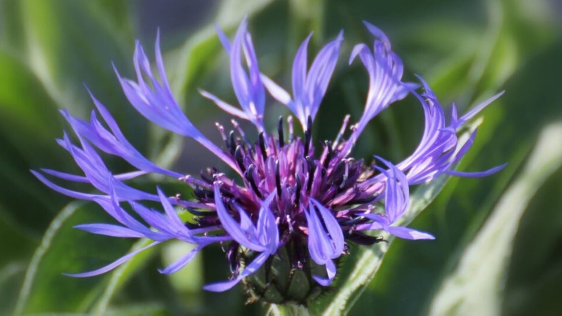 Purple Perennial Flowers