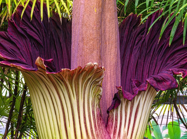 rare flowers