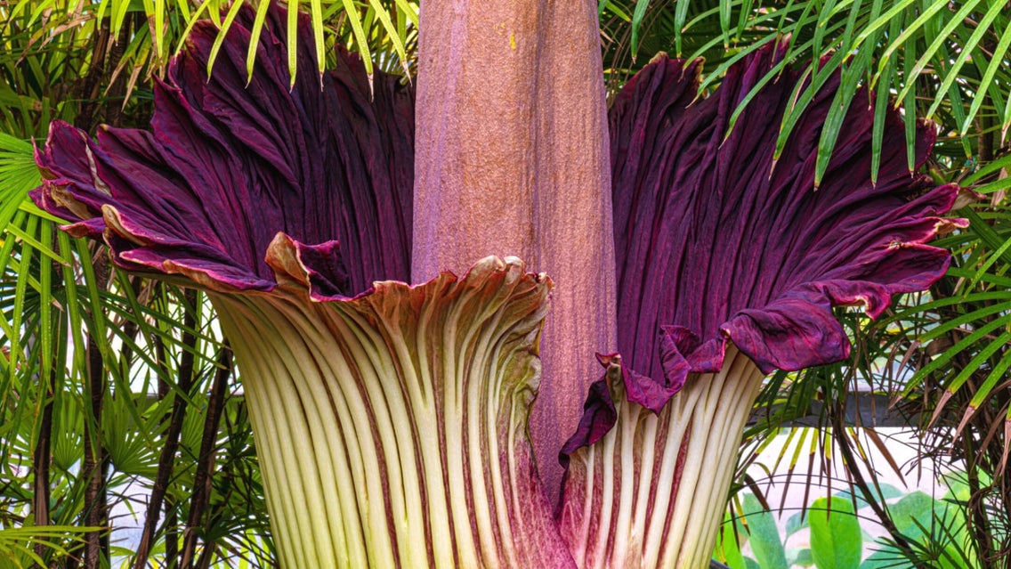 rare flowers