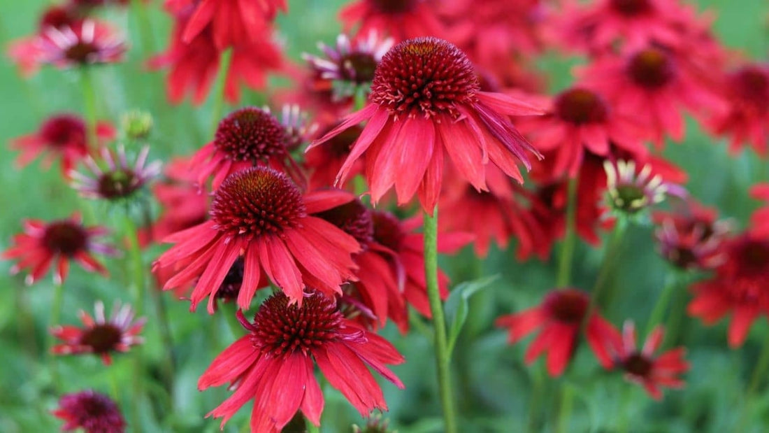 Red perennial flowers. Red Coneflowers blooming in the garden.