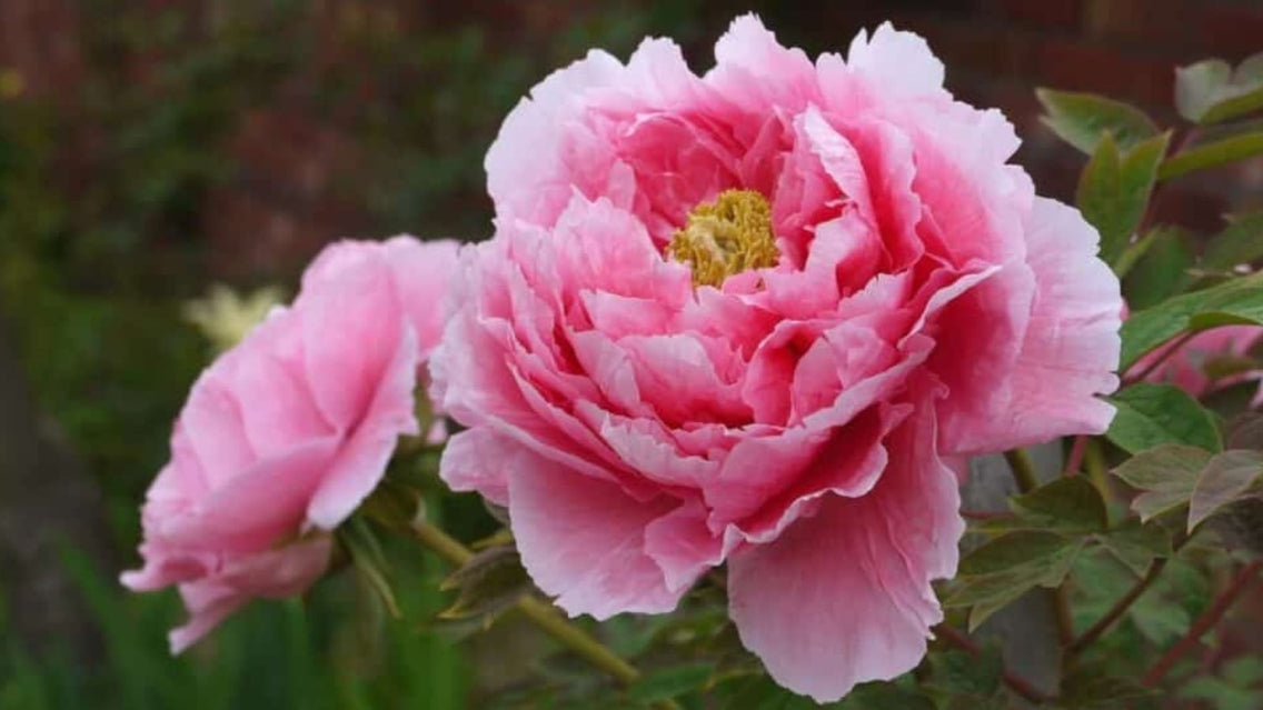 Spring Blooming Perennial Flowers