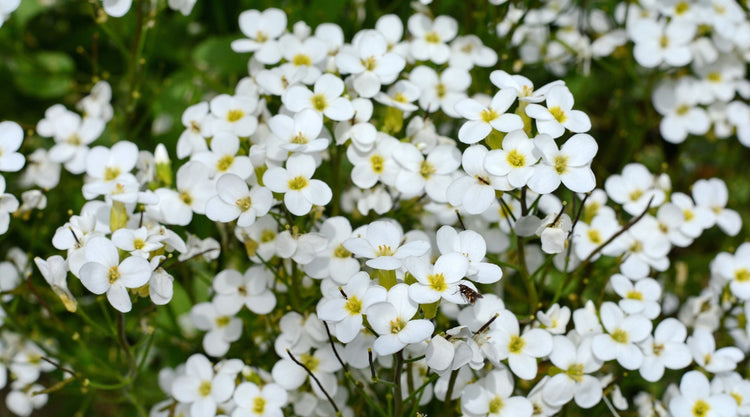 Sweet Alyssum Seeds Growing in Garden