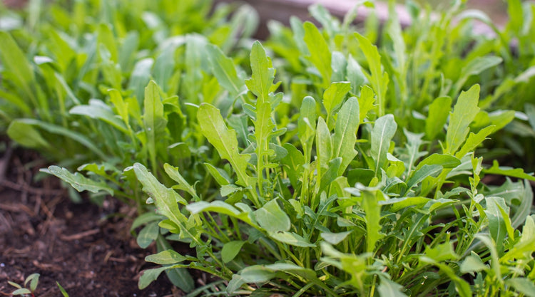 Arugula Grown From Seed in Garden