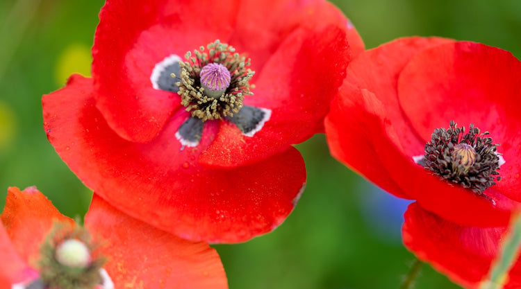 Poppy Flower Growing From Seed