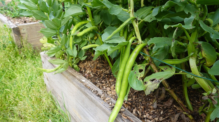 Green Beans Growing in Garden From Seed