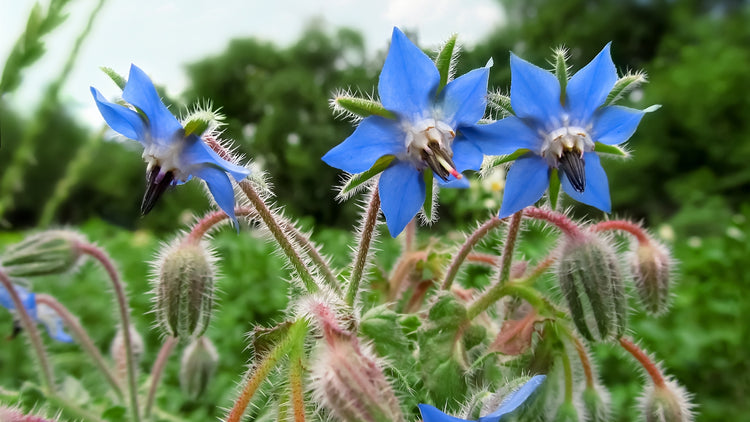 Beautiful Borage Flowers Growing in Garden From Seed