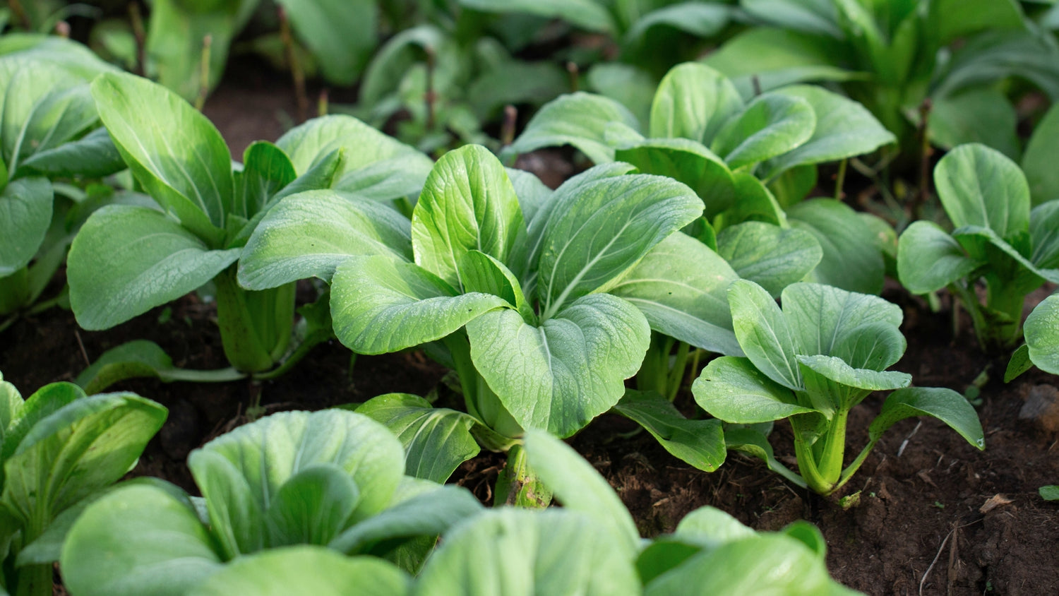 Bok Choy Grown From Seed