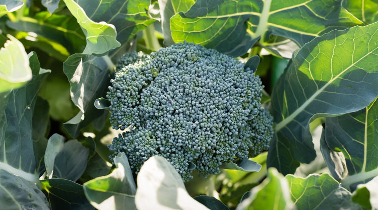 Broccoli in Garden Grown From Seed