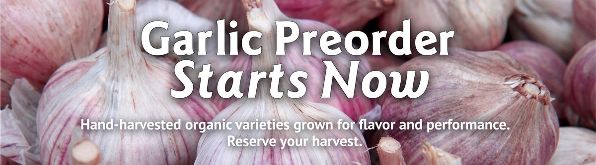 Garlic