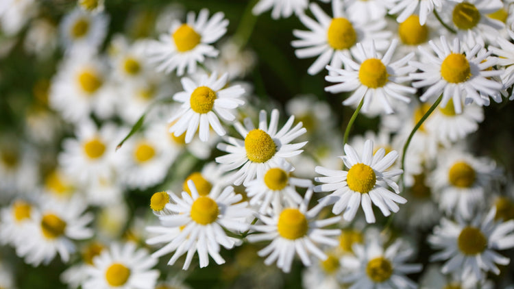 Chamomile Seeds Growing in Garden