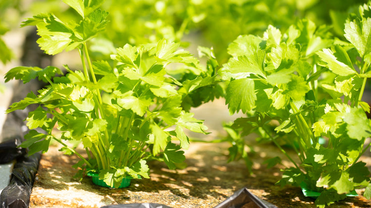 Cilantro and Coriander Seeds Growing in Garden Beds