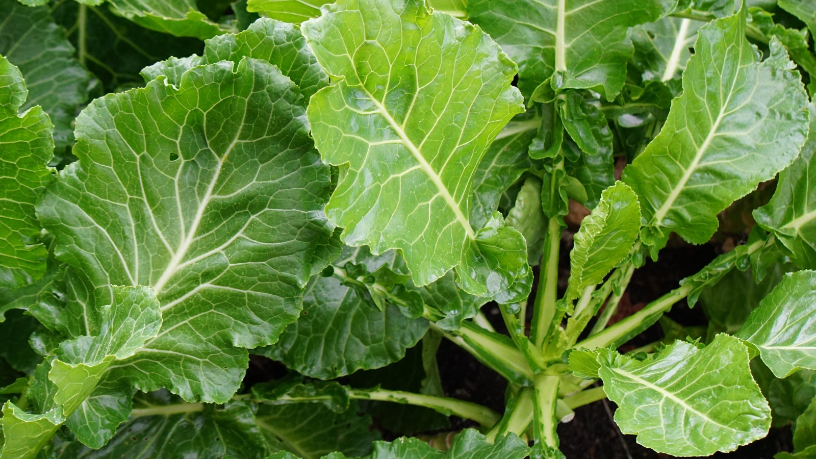 Collard Seeds – Botanical Interests