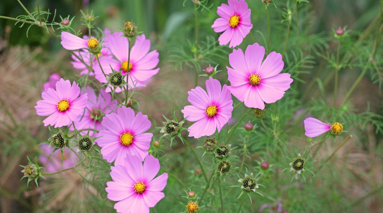 Cosmos Flowers Grown From Seed