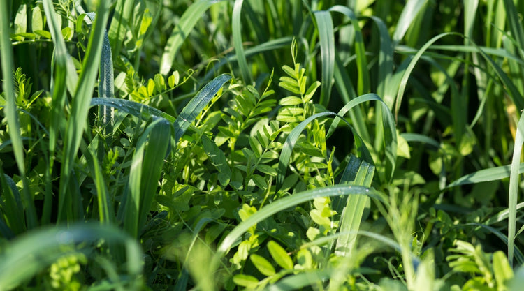 Cover Crop Seeds Growing to Promote Soil Health