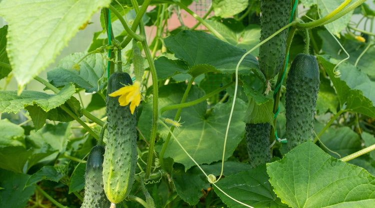 Cucumbers in Garden Grown From Seed