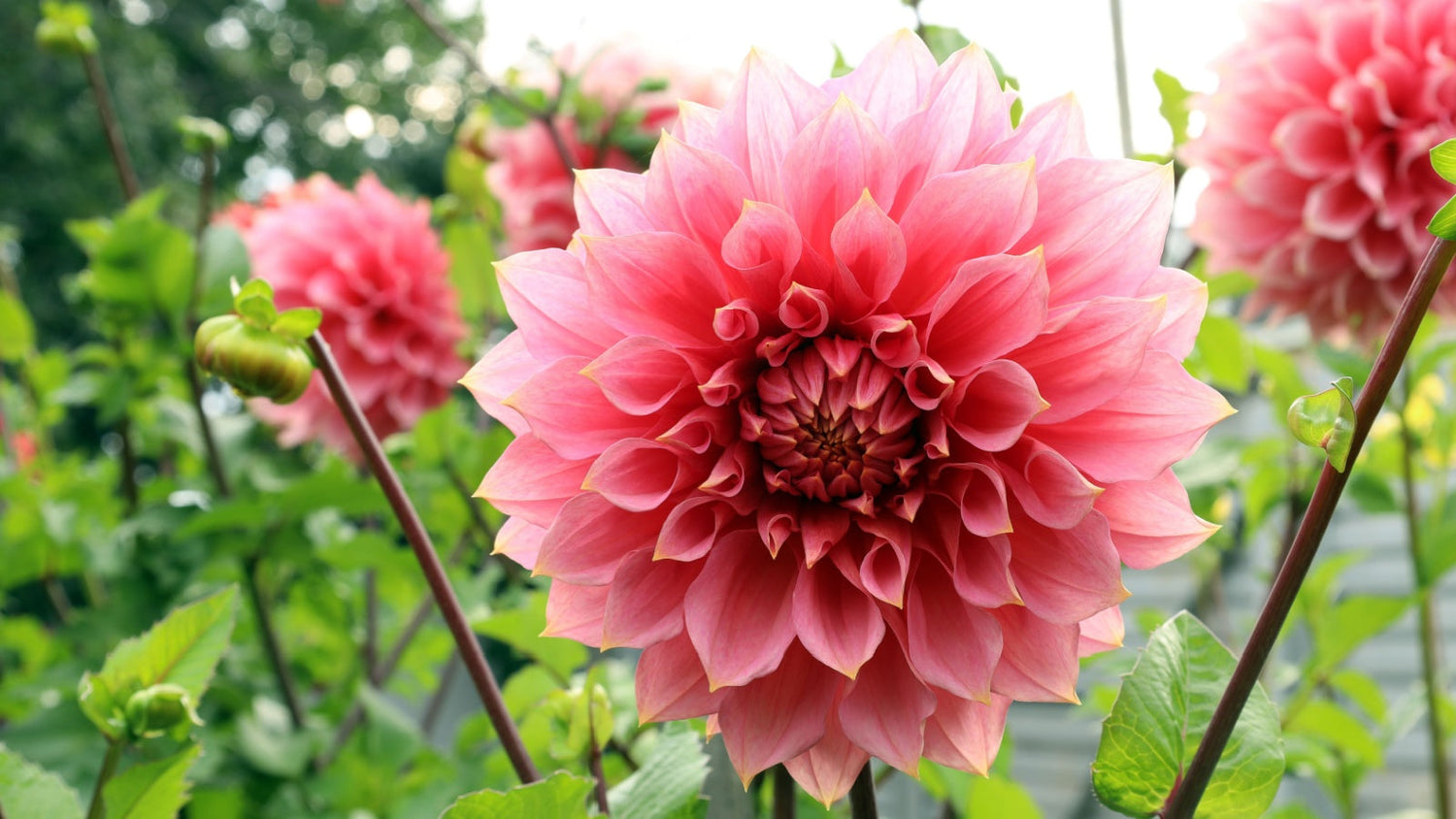 Cut Flower Grown From Seed