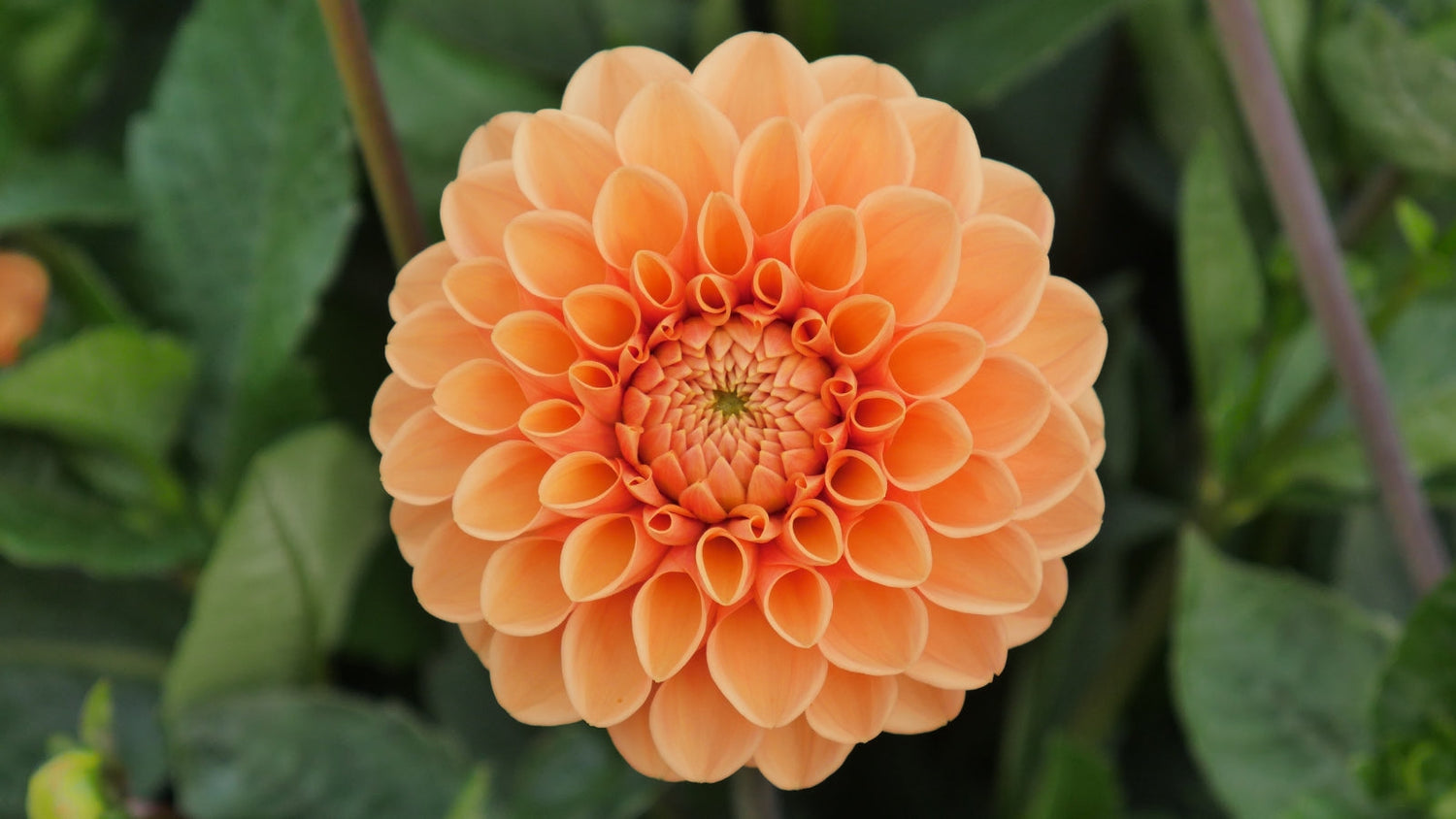 Beautiful bright orange dahlia flower