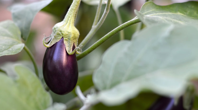 Eggplant Grown From Seed