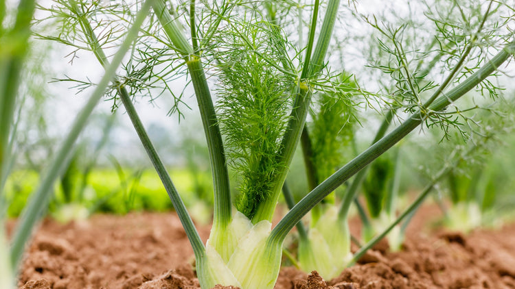 Fennel Seeds Growing in the Garden