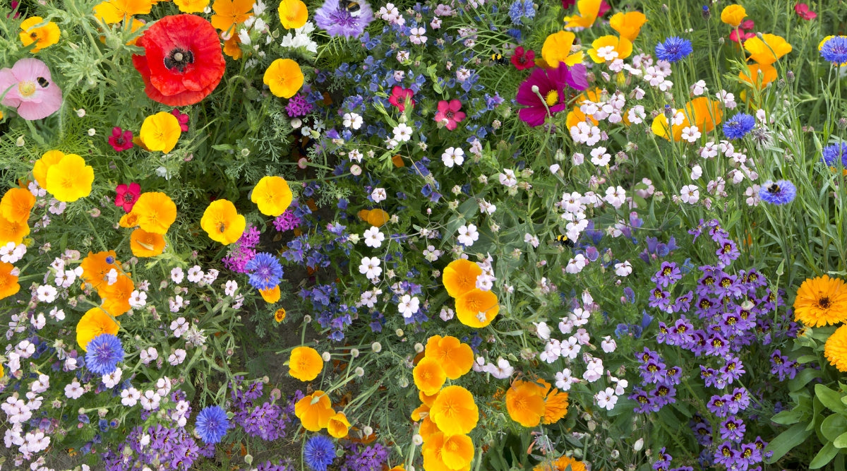 Mixed Flower Garden Grown From Seed