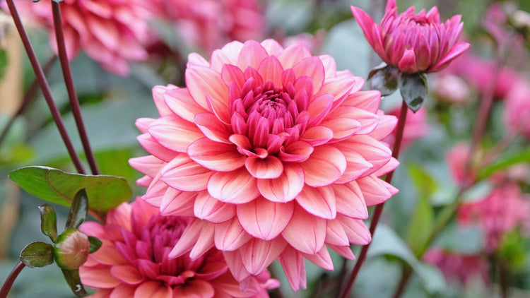 Flower Bulb Growing in Garden