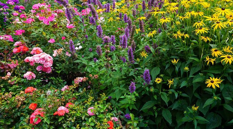 Flowers in Garden Grown From Seed