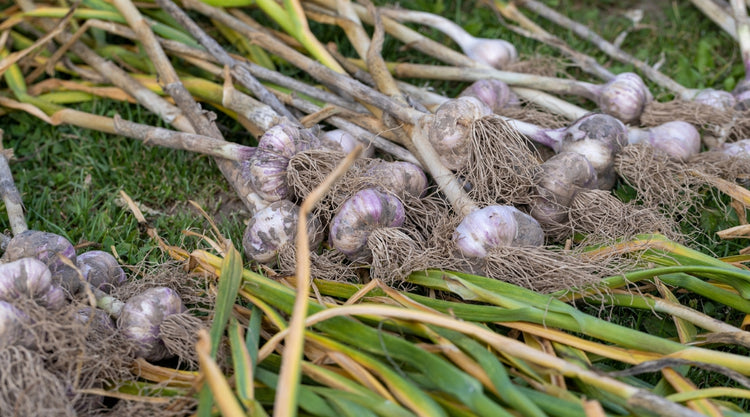 Garlic Bulbs & Seeds