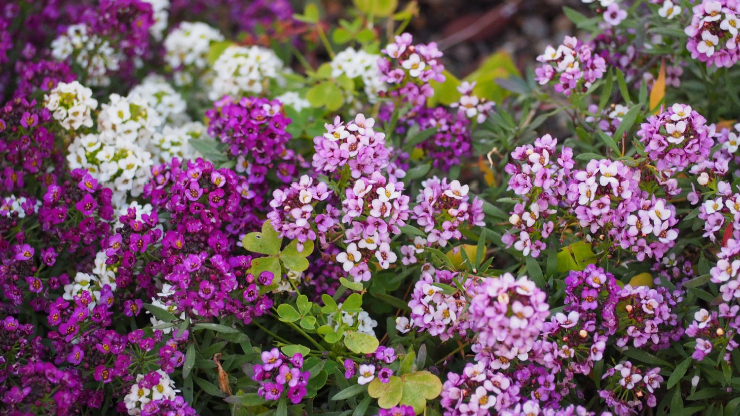 Groundcover Flower Seeds