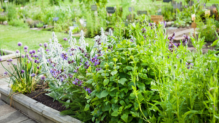 Herbs Growing Together in Outdoor Garden Bed