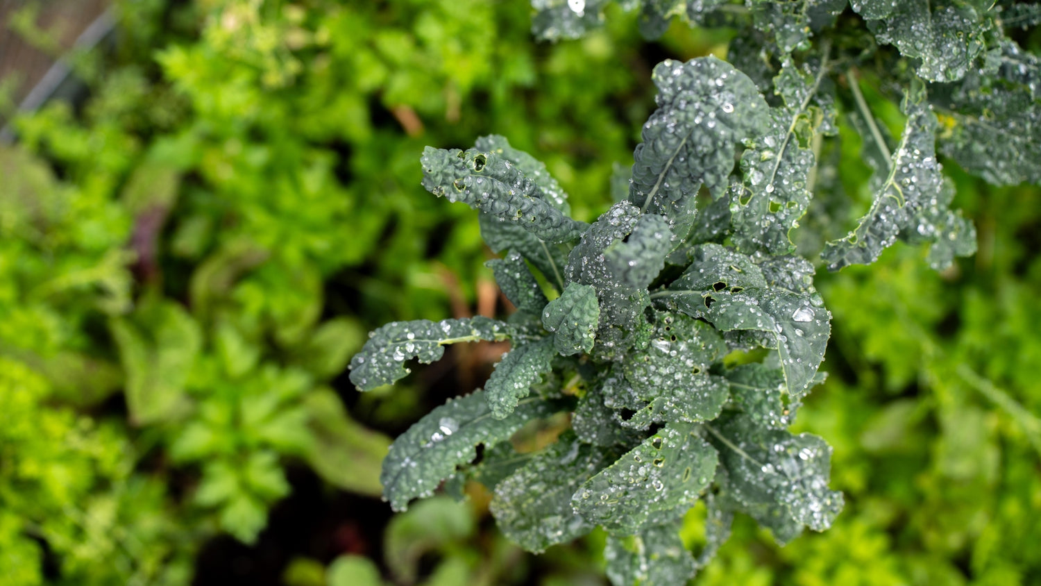 Kale Grown From Seed