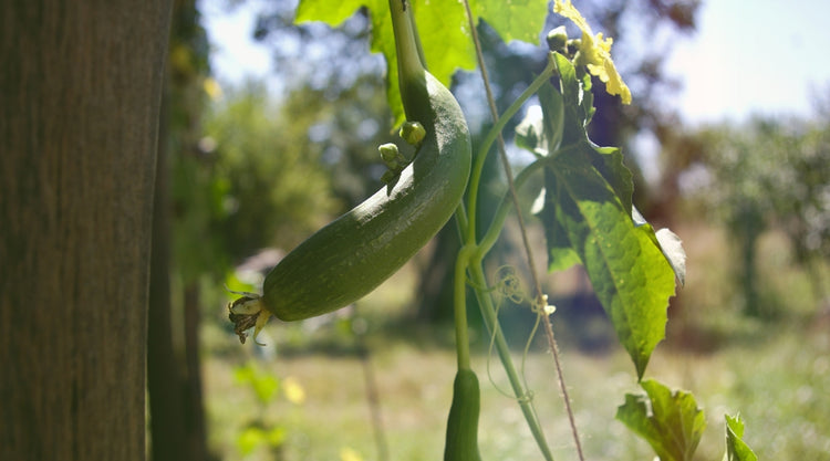 Gourd Growing on Vine in Garden