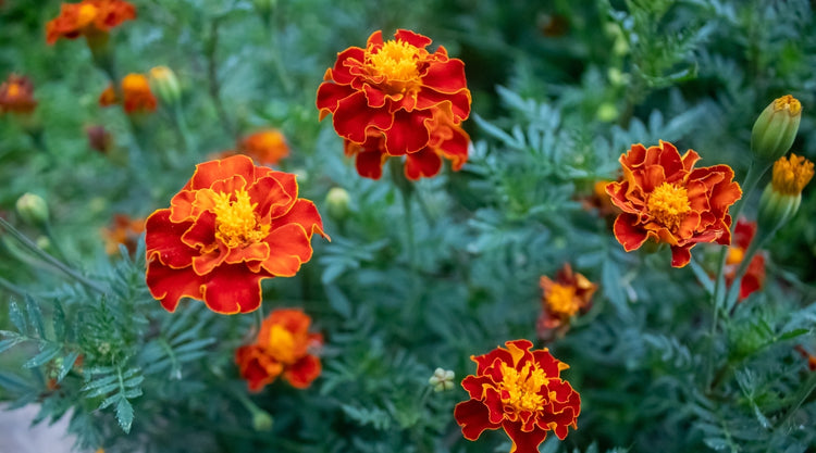 Marigold Flowers Grown From Seed With Orange Flowers
