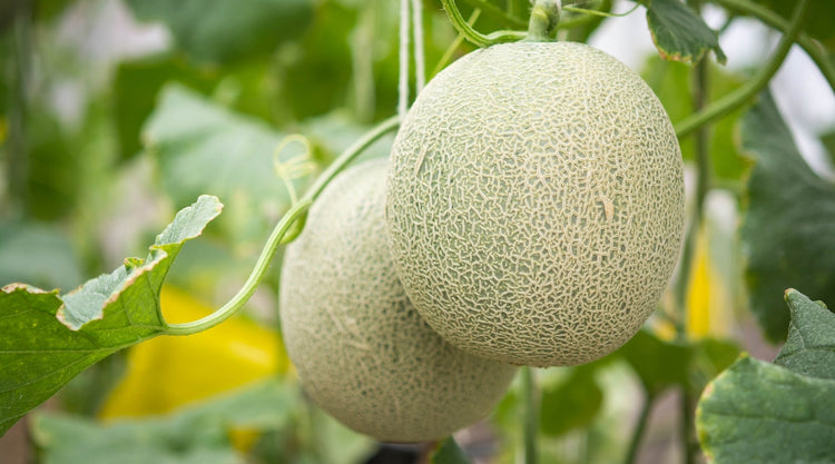 Melons Grown From Seed in Garden