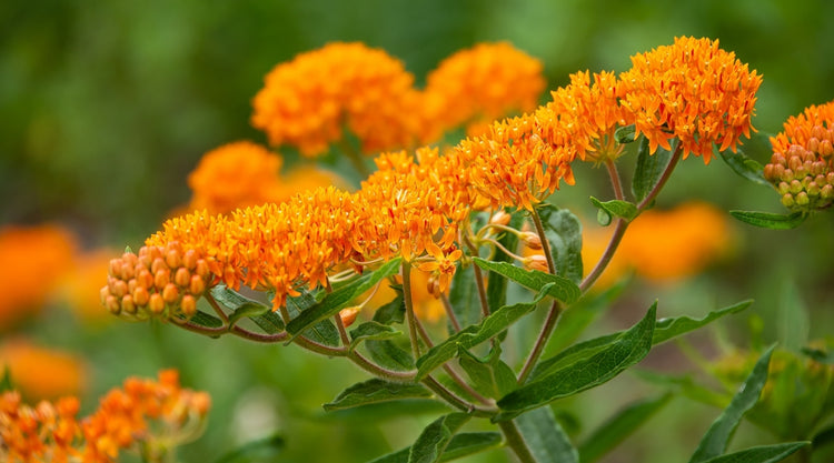 Milkweed or Butterfly Flower Growing From Seed