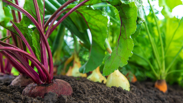Organic vegetables grown from seed in garden