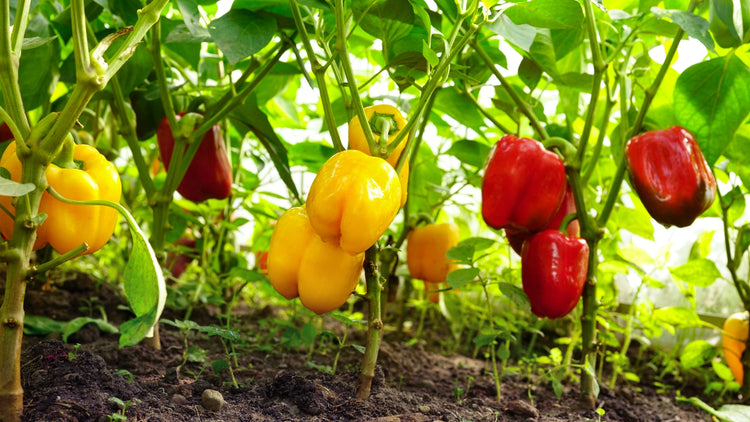 Peppers in Garden Grown From Seed