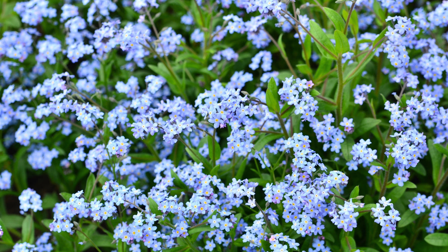 Perennial Flowers Blooming in Alaska