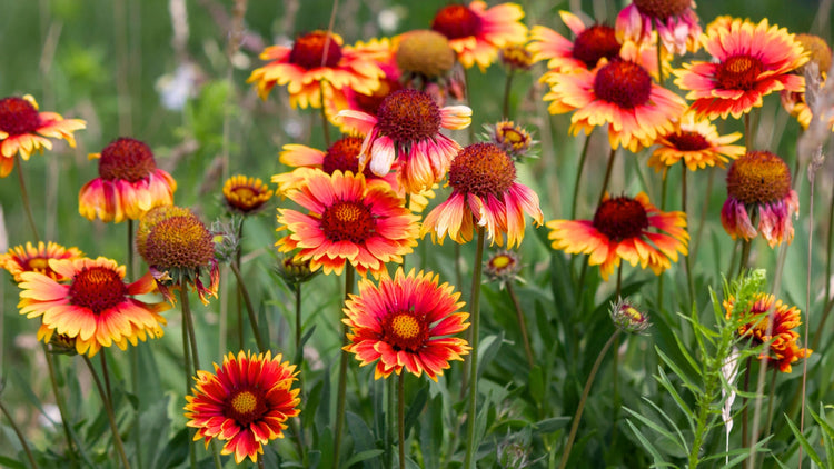 Perennial Flowers Blooming in Arkansas