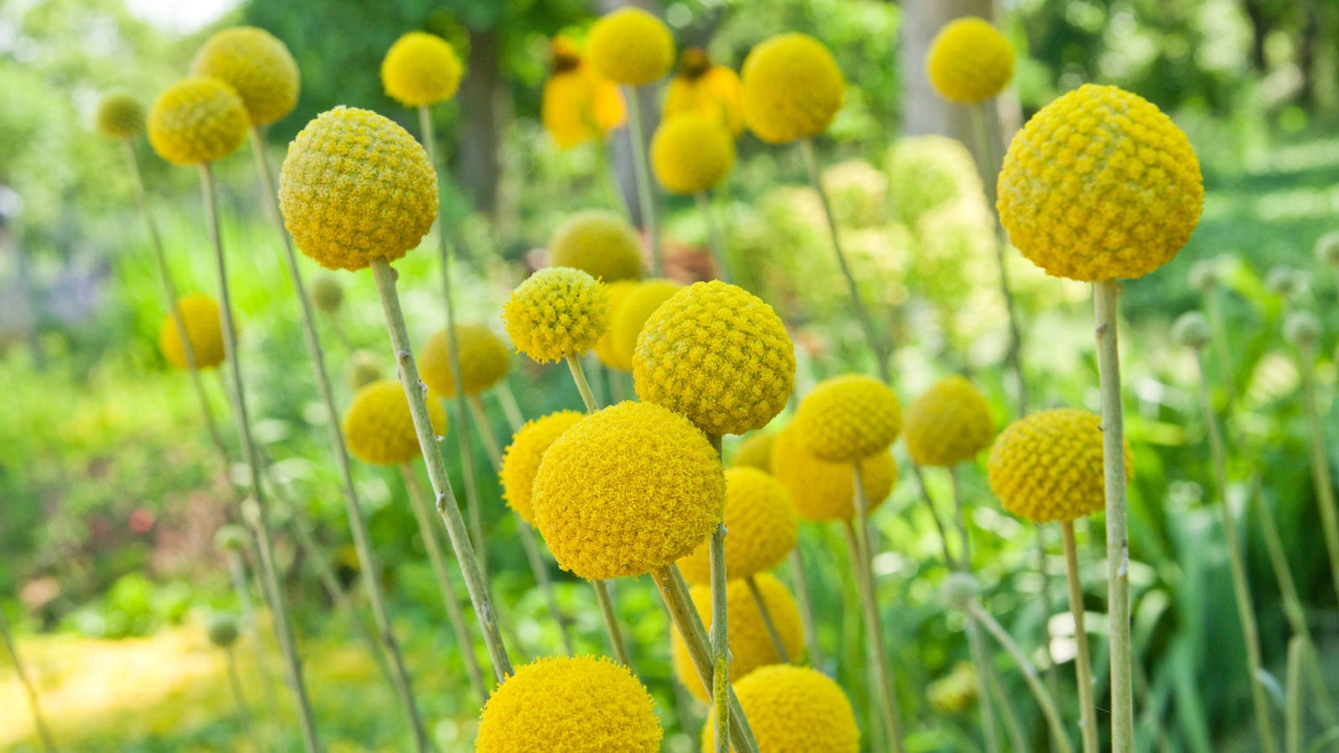 Perennials For California Gardens