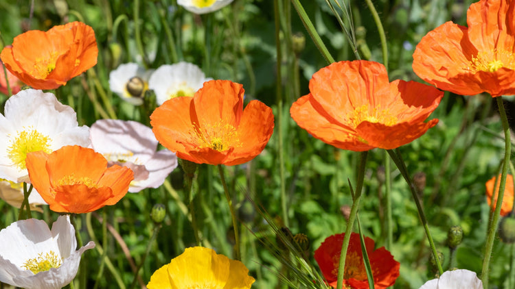Perennial Flowers Blooming in Colorado