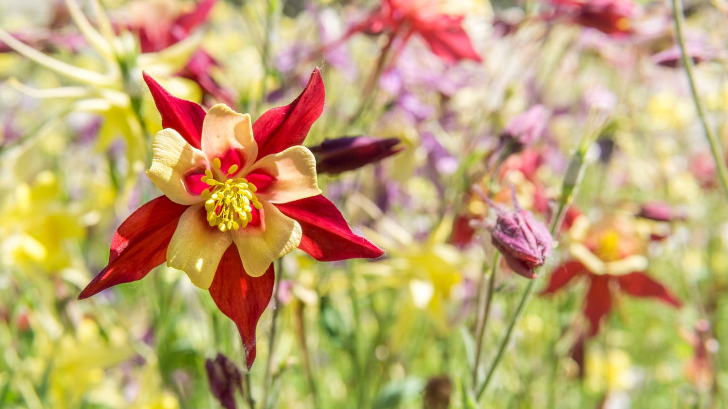 Perennial Flowers Blooming in Connecticut