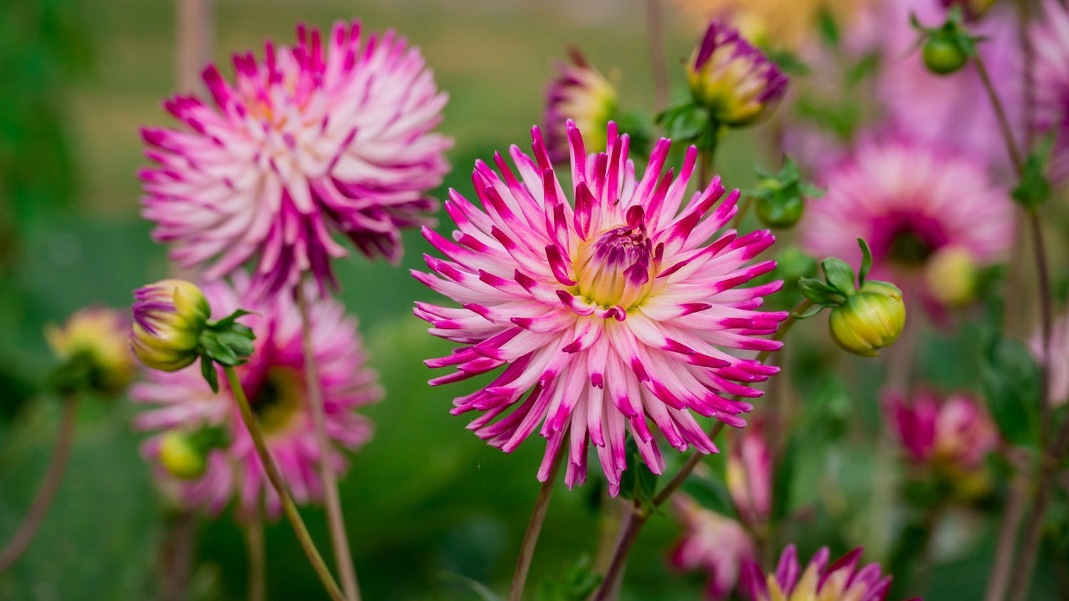 Perennial Flowers Blooming in Deleware