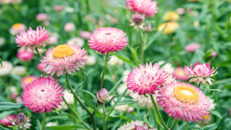 Perennial Flowers Blooming in Georgia