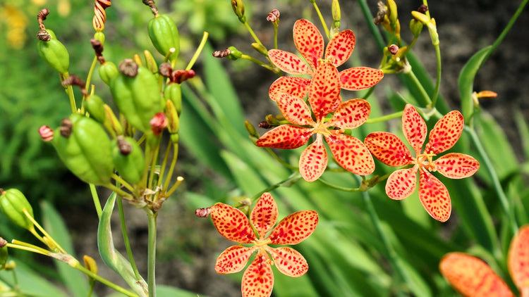 Perennial Flowers Blooming in Illinois